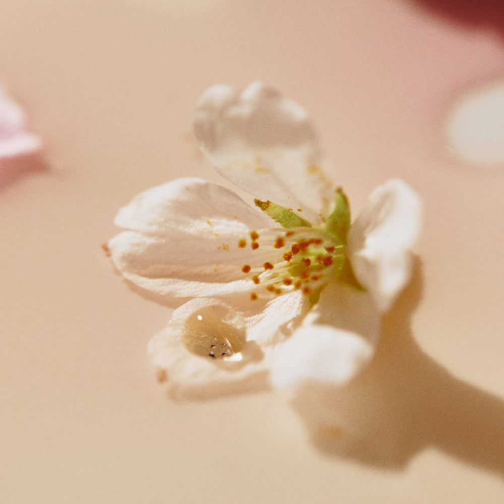 Osulloc Cherry Blossom Tea
